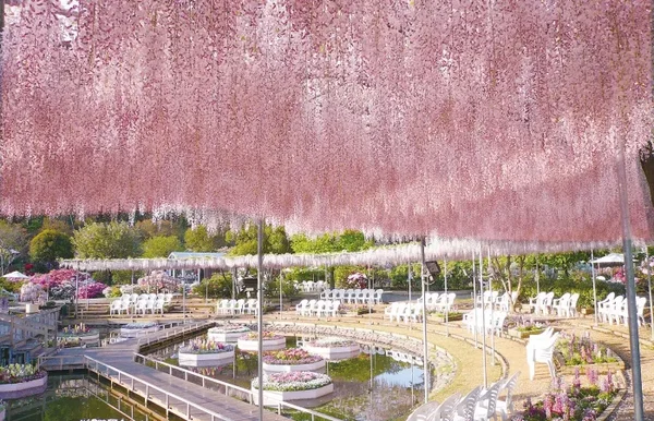 【つくば発】ひたち海浜公園&あしかがフラワーパーク 春の2大花名所へ!ひたち海浜公園ネモフィラ&あしかがフラワーパーク大藤をW観賞3